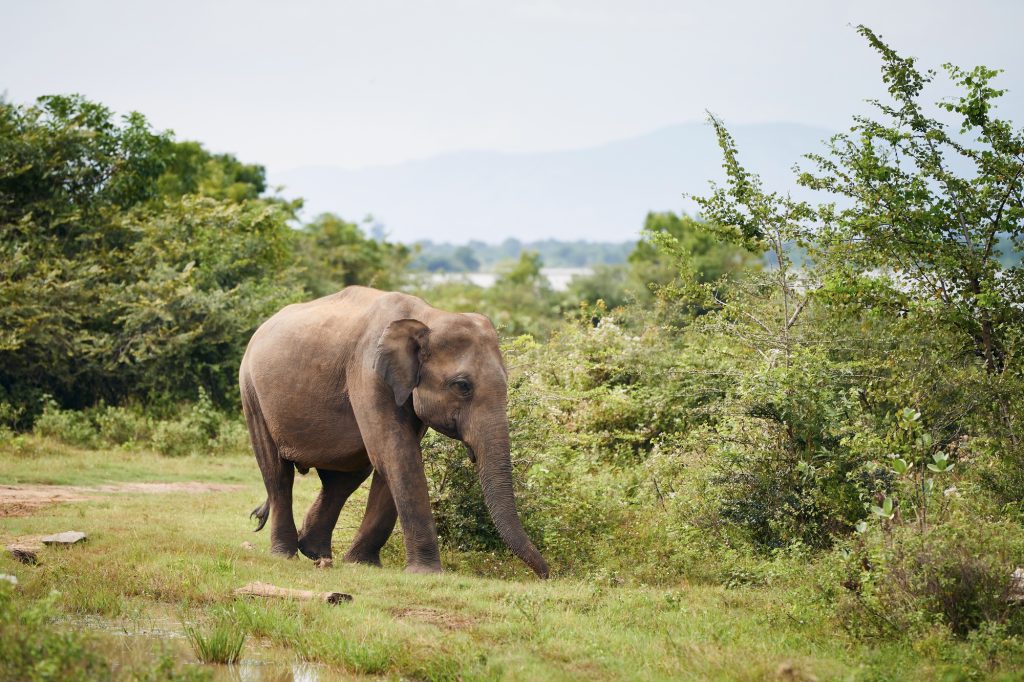 Elephant in the wild in Sri Lanka